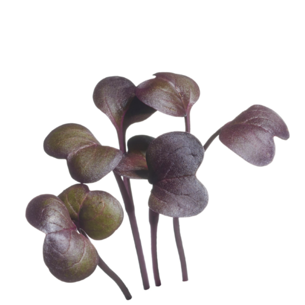 50 gram Radijs microgroenten